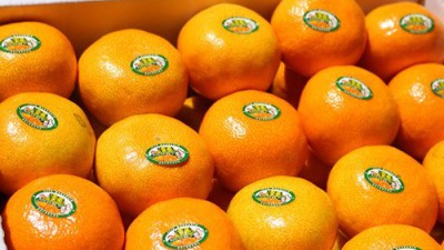 놓치면 후회! 제주도감귤축제 🍊 꿀팁 & 할인 후기